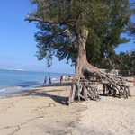 Filaos plage Ermitage